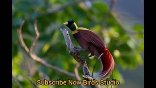 Best Bird Mobile Ringtone / WhatsApp Status By Bird Video || Birds Studio screenshot 2
