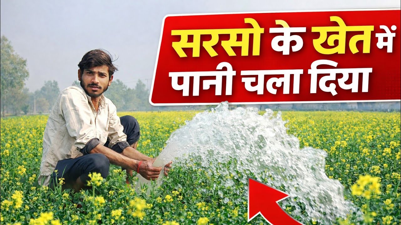 सरसों के खेत में पानी चला दिया | Musturd farming in village☘️