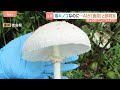 【毒キノコに注意】AI判定を信じて食中毒も　自己判断での採取は危険と自治体呼びかけ｜TBS NEWS DIG