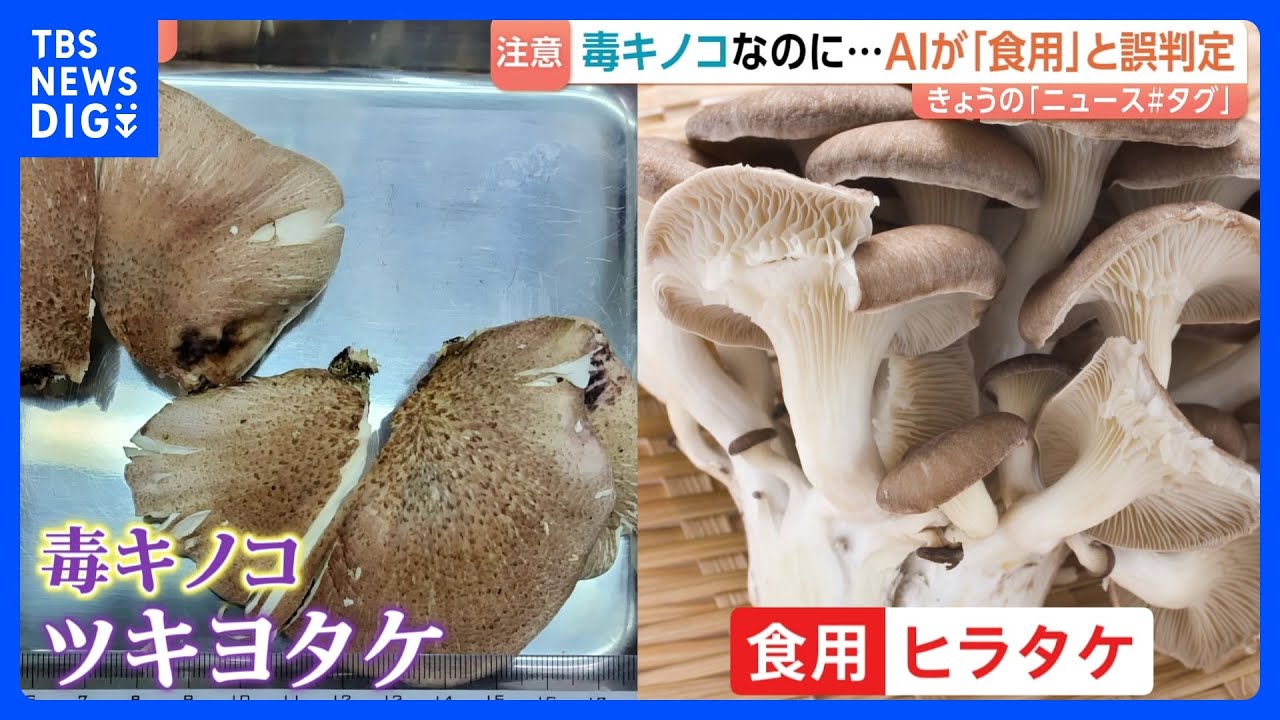 Beware of Poisonous Mushrooms] Food Poisoning Linked to AI