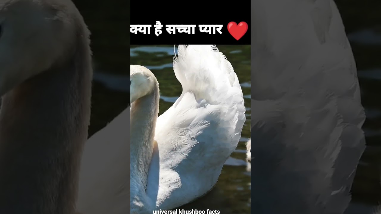 हंस की सच्ची मोहब्त swan love 