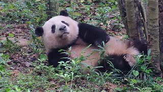 Huahua was tearing up trees and rolling around, she was so happy😄 by 胖达日记 Hi Panda 5,867 views 4 days ago 1 minute, 54 seconds