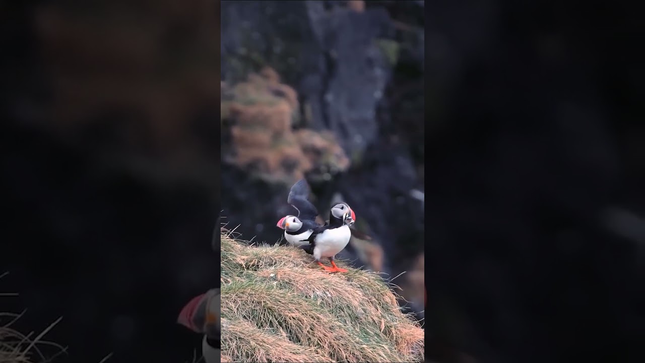 Puffins of Ingólfshöfði: A Captivating Wildlife Adventure 