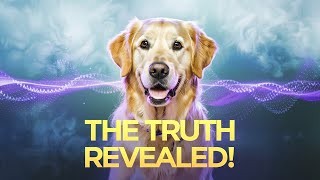 Dogs Have a Sixth Sense… And It’s More Powerful Than You Think!