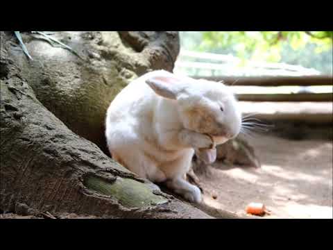 cute and funny animals - YouTube