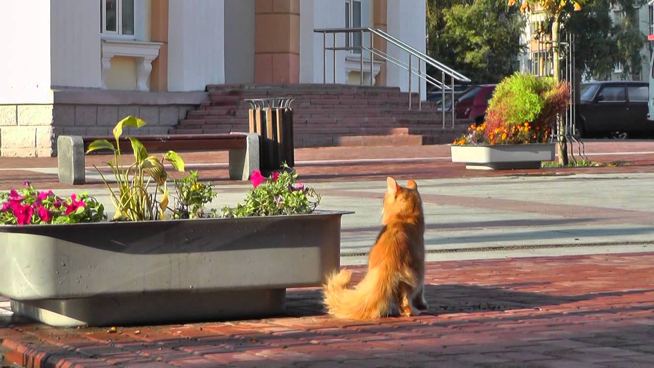 БРЯНСК . Город и люди