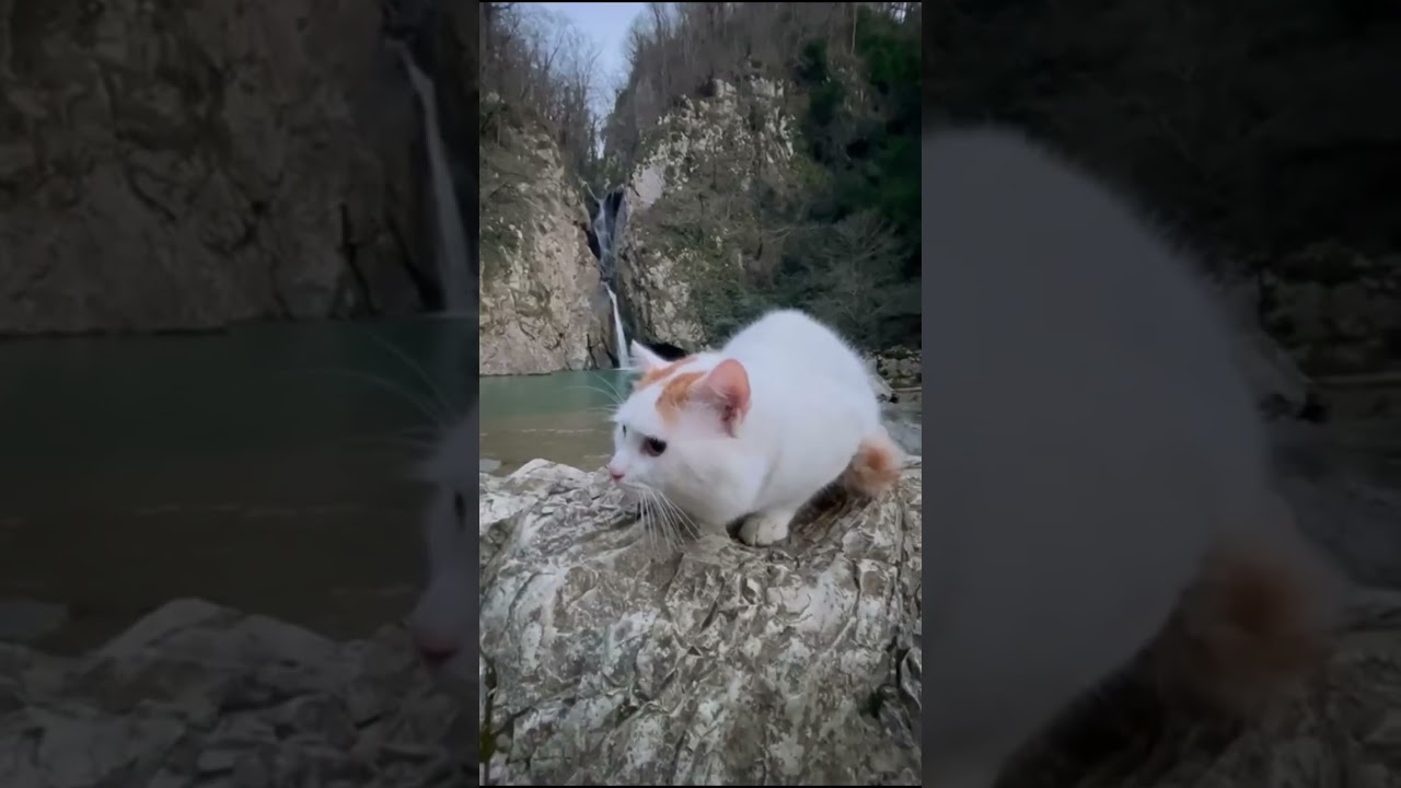 Пожалуйста подпишись. Subscribe and watch our video. Звери - Для тебя 