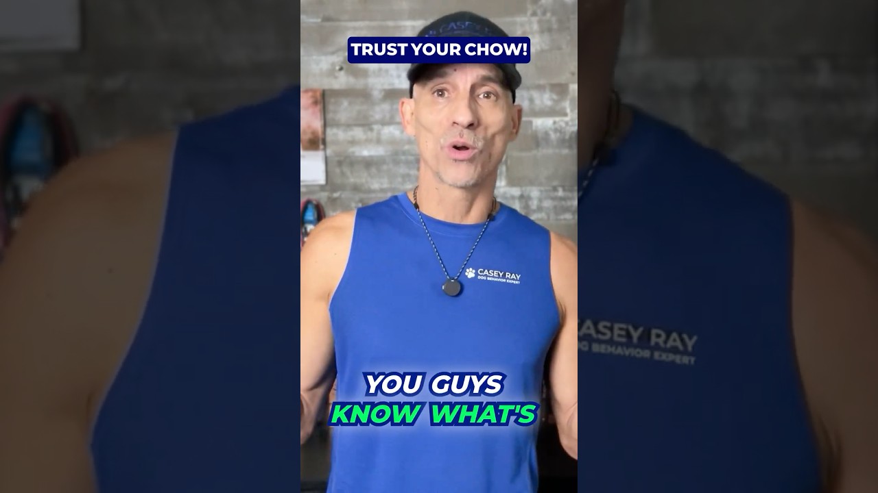 Chow Chow: Confidence Without Noise #shorts