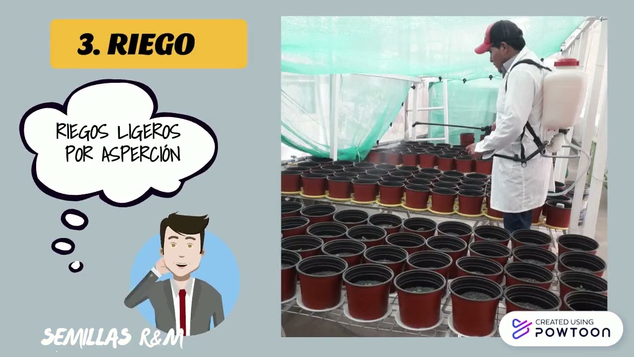 PRODUCIÓN DE SEMILLA DE PAPA