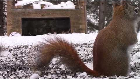 Audio Visual Catnip- January 2016