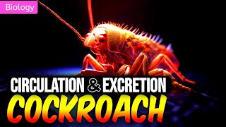 COCKROACH : CIRCULATORY SYSTEM and EXCRETORY SYSTEM || 3D ANIMATION ||