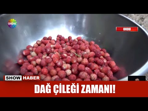 Toplaması zahmetli, yemesi zevkli