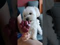 Psie lody