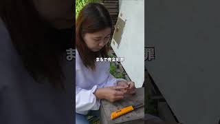 完全犯罪!?消えた三女の謎 四女と五女が同居生活! 〜開放巣密着17日目〜 #ニホンミツバチ #開放巣 #昆虫観察