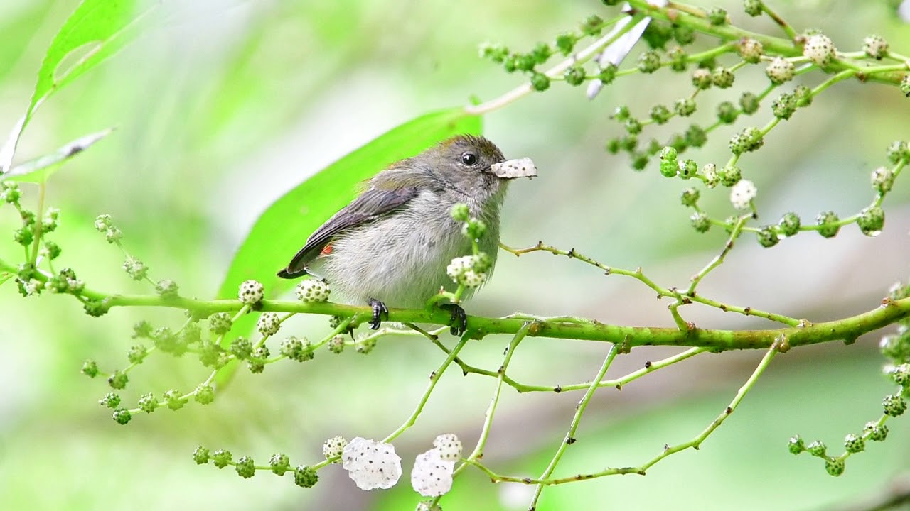 Scarlet-backed Flowerpecker 