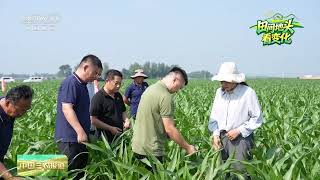 [中国三农报道]田间地头看变化 河北吴桥 玉米“吃”上新型肥料 田管更省心 | 农业致富经 Agriculture And Farming