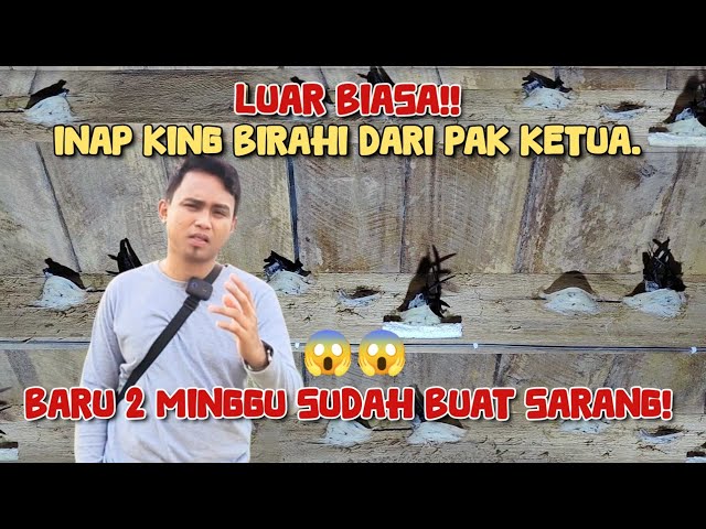 LUAR BIASA!!😱 Inap king birahi dari pak ketua. Baru 2 minggu sudah buat sarang. class=