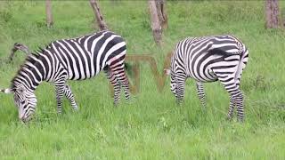 WILDLIFE TRAFFICKING: East Africa to fight together