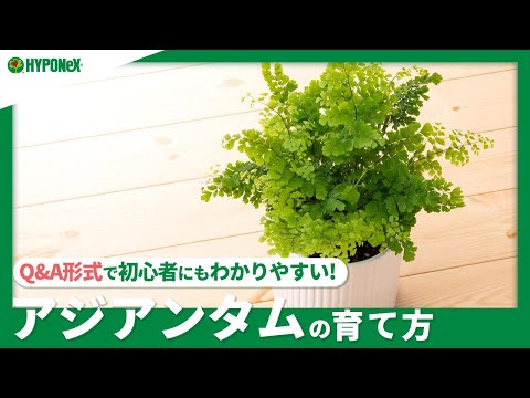 南方鉄線蕨の育て方で間違いやすい3つのポイント