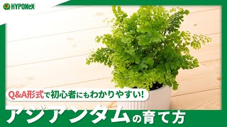 6 アジアンタムの育て方 きれいな葉を保つ方法は 水やりや肥料などの管理方法 Plantiaq A 植物の情報 育て方をq A形式でご紹介 Youtube