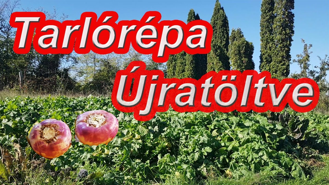 Ami az 1. tarlórépás videómból kimaradt.