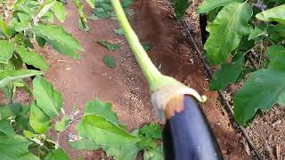 Patlıcanı Da Yıktı Geçti.