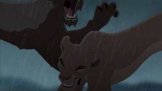 Lions fight while I play unfitting music