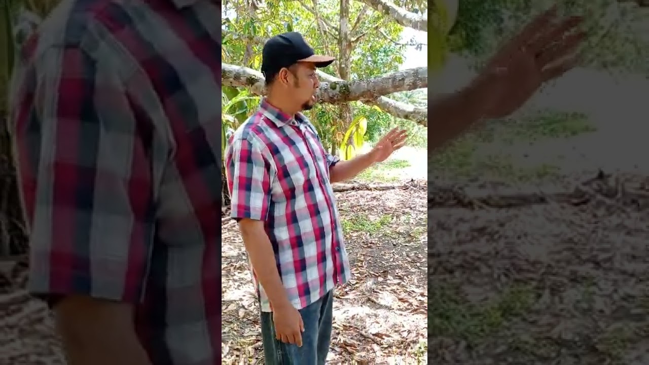 Durian Montong 2 dgn Pupuk Organik Ecofarming ORIGINAL