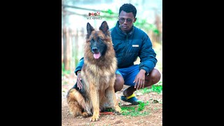 HOW I WAS MENTORED BY A DOCTOR TO BE A DOG BREEDER. M.D. KENNELS GACHIE (DOG TV KENYA EPISODE 35)