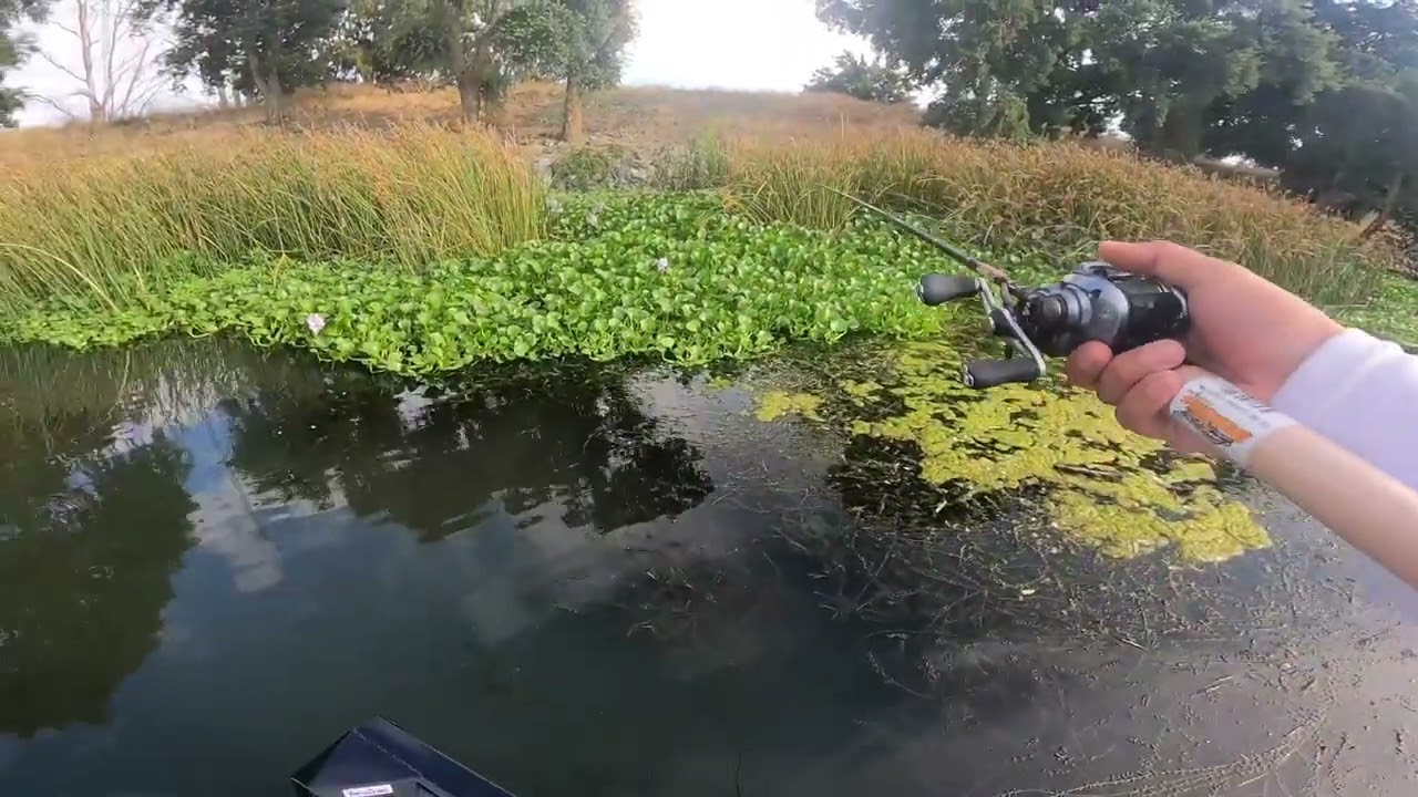 CA Delta - Isleton (punchin & frogging)