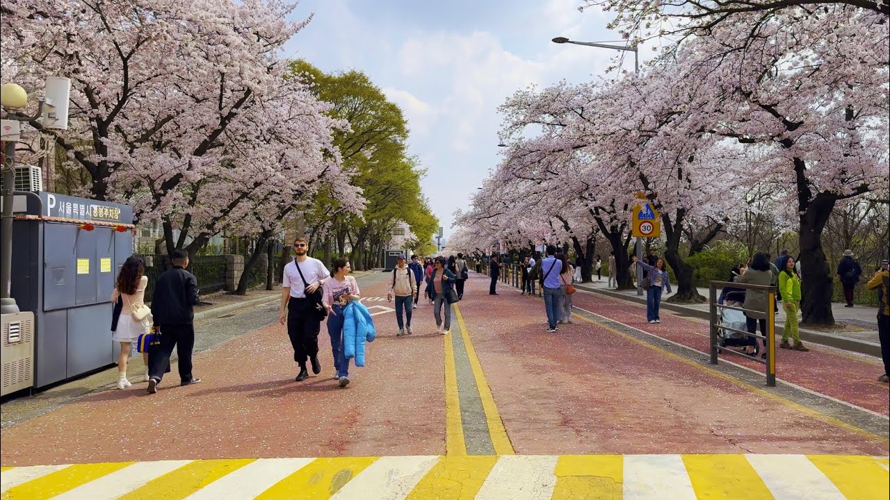 Walk on 2024 Yeouido Cherry Blossom Festival, Seoul | South Korea Travel 4K HDR