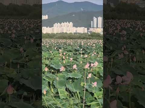 부산 강서구 대저생태공원 P4주차장 옆 #연꽃단지 중앙고속도로 다리밑
