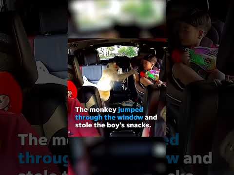 Monkey jumps through a car window to steal a boy's snacks #Shorts