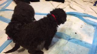 The Pups at 5 Weeks                                                 #goldendoodle #puppies #cutedogs by High Tide Goldendoodles 81 views 4 years ago 55 seconds