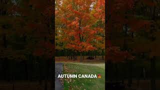 Autumn Leafs Canada