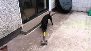 Obie The Deerhoundgreyhound And Bramble The Patterdale Terrier.,