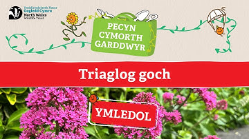 Triaglog goch - Pecyn Cymorth Garddwyr