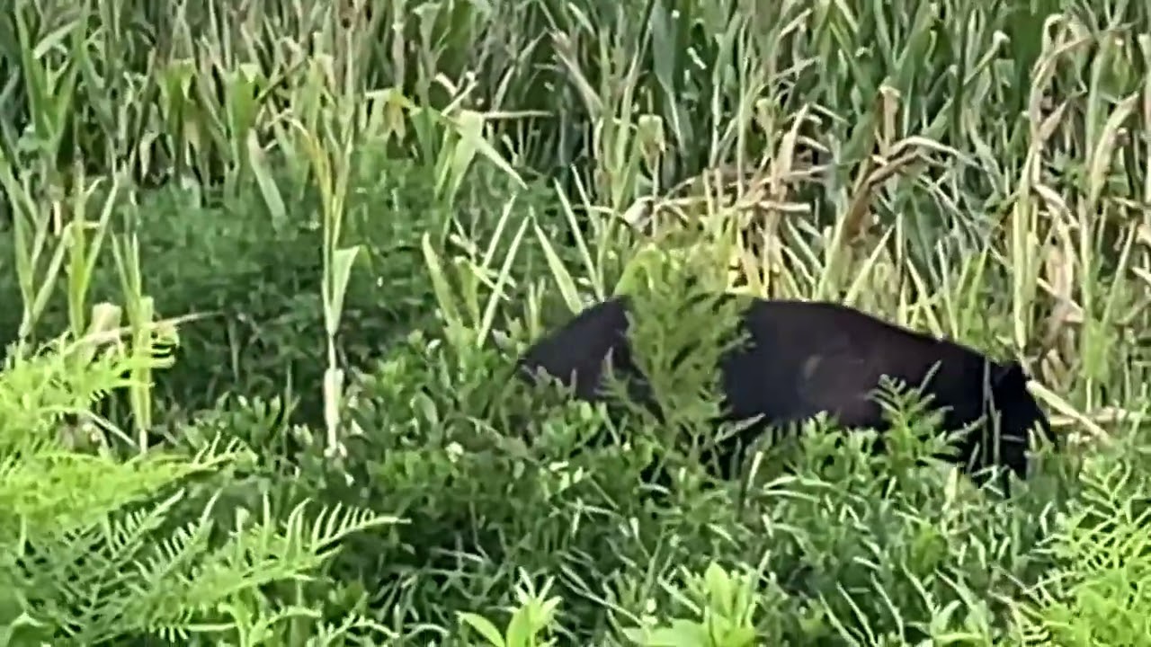 Bears at Pungo Refuge