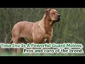 TOSA INU - POWERFUL MOLOSS FOR PROTECTION. Pros and cons of the breed.