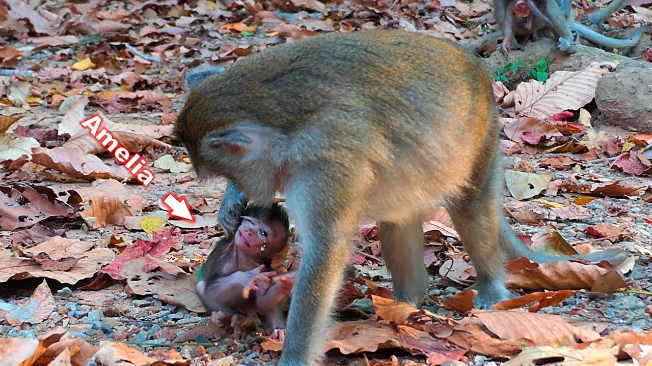 Anna's daily activities with her daughter Amelia