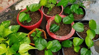 गुड़हल की कटिंग को रिपॉट कैसे करें ll How to repot Hibiscus cuttings full update and information l