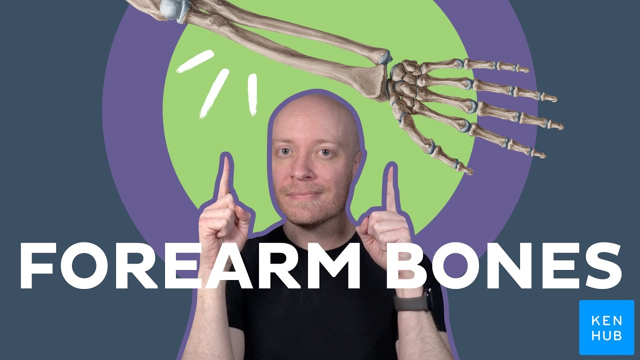 Bones of the forearm: Radius and ulna anatomy | Kenhub