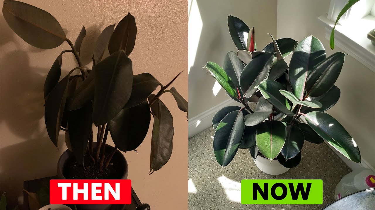 Rubber Plant Care Tips That Actually Work! (Complete Indoor Guide)