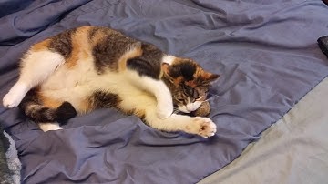 Ren and her Catnip Ball