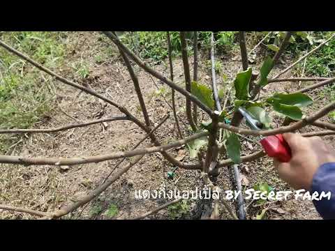 วีดีโอ: การตัดแต่งกิ่งต้นแอปเปิ้ล. ตอนที่ 2