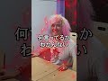 [モックンチャレンジ]英語の先生50人で学習５０倍速