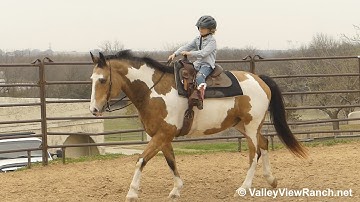 Bodacious Tatonka***For info, price, etc., go to our website: ValleyViewRanch.net***