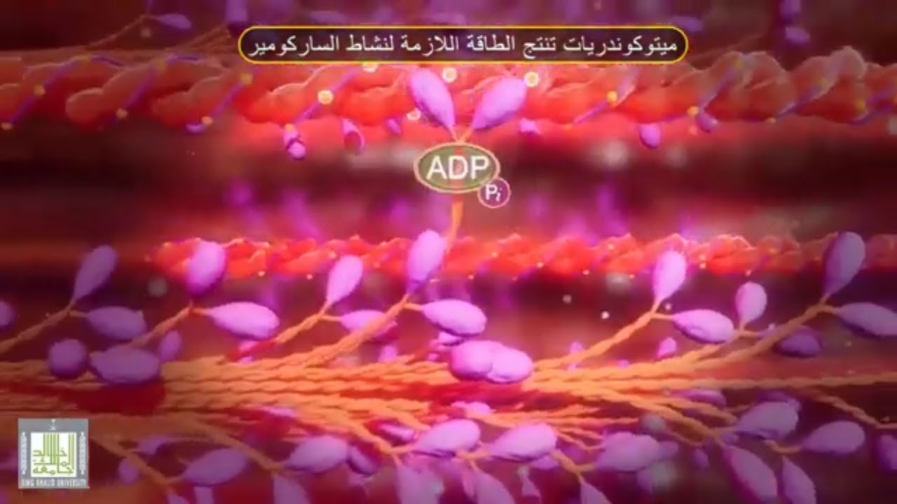 الالياف العضلية و الساركومير - العضلات