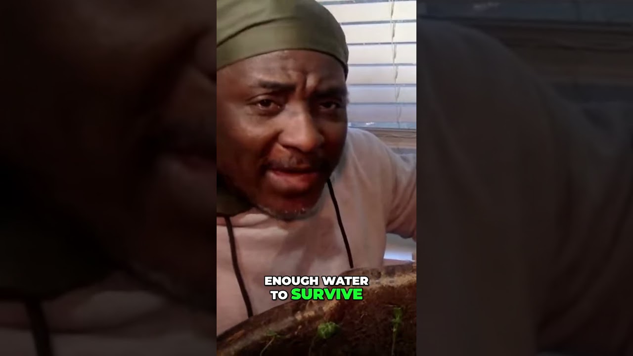 Seedling Survival: Training for Drought with Less Water