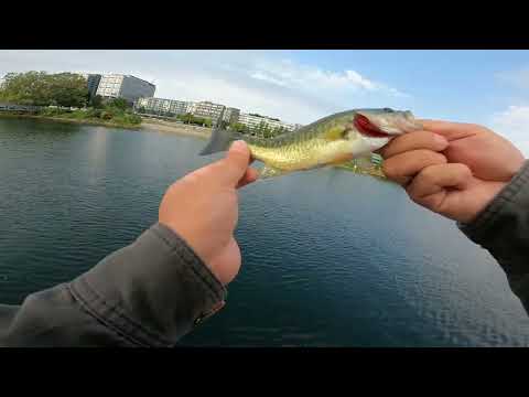 Urban Bass Fishing in Seattle - South Lake Union and Fremont Cut
